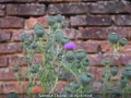 Novice_Nick-Hind_Scottish-Thistle_1_Commended