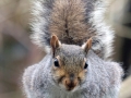 Novice_Rebecca-Boardman_Caught-In-The-Act-Grey-Squirrel_1_Third