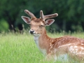 Novice_Rebecca-Boardman_Deer-Diary-The-Attingham-Herd_1_Highly-Commended