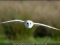 Open_Paul-Smith_Low-Flying-Great-Grey-Owl_1_Second