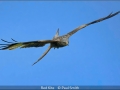 Open_Paul-Smith_Red-Kite_1_Highly-Commended