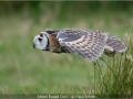 Open_Paul-Smith_Short-Eared-Owl_1_Third