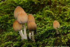 Fungii-by-John-Davidson