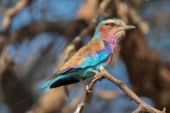 Lilac-Breasted-Roller-by-Roger-Tyler