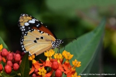 Monarch-Butterfly-by-Sue-Vernon