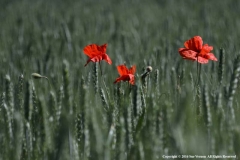 Wild-Poppies-by-Sue-Vernon