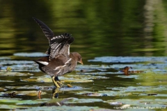 Young-Moorhen-by-Sue-Vernon