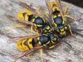 Steve-Williams_Common-UK-Wasp-Vespula-Vulgaris_1