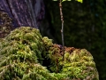 Seedling on Old Trunk