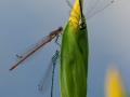 Richard-Chapman_Azure-And-Large-Red-Damselflies_1