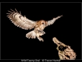 Trevor-Hunter_Wild-Tawny-Owl_1