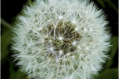 Dandelion-Seed-Head-by-Sheila-Billingham