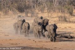 Elephant-Herd-by-Roger-Tyler