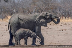 Elephant-and-Calf-by-Roger-Tyler