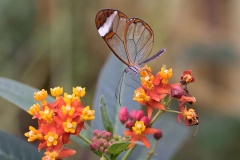 Glass-Wing-Greta-Oto-by-Daphne-Day