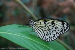 Great-Tree-Nymph-by-Julie-Bridgwater