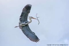 Heron-by-Sue-Vernon