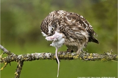 Little-Owl-with-Prey-by-Barry-Green