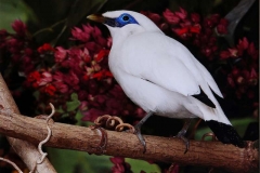 Mignon-Bali-Starling-by-Joe-Kollar