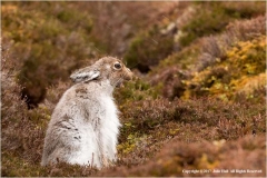 Mountain-Hare-in-the-rain-by-Julie-Hall