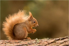 Red-Squirrel-by-Julie-Hall