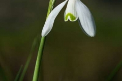 Snowdrop-by-Sue-Vernon