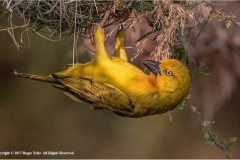 Yellow-Weaver-by-Roger-Tyler