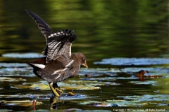 Young-Moorhen-by-Sue-Vernon