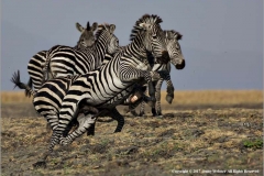 Zebra-Stallions-Fighting-by-Jenny-Webster