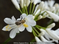 Novice_Katherine-Cooke_White-Agapanthus_1_Commended