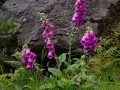 Open_David-Jellie_Wild-Foxglove_1_Commended