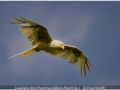 Open_Paul-Smith_Leucistic-Kite-Hunting-Albino-Red-Kite-_1_Second