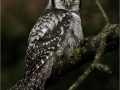 Open_Paul-Smith_Northern-Hawk-Owl_1_Commended
