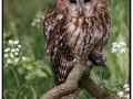 Open_Paul-Smith_Tawny-Owl-With-Mouse-Kill_1_Commended