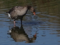 Charlotte-Mathews_Reflections-Greylag-Goose_1