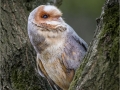 Monica-Vaness_Barn-Owl-In-Tree-Crook_1