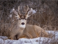 Monica-Vaness_White-Tailed-Deer-Relaxing_1