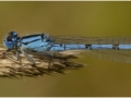 1_Rebekah-Nash_Blue-tailed-Damselfly_1