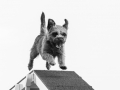 8-Flying-dog