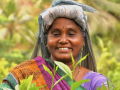 Commended_Tea-picker_dugald-Holloway