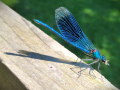 Commended_IMG_20240719_1115359342-Damsel-fly-in-July_Steve-Williams
