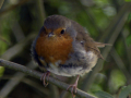 Highly-Commended_baby-robin-erithacus-rubecula_Charlotte-Mathews
