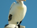 Second_Australia-2024-from-camera-767-970x1200-Pelican-chilling_Valerie-Hughes
