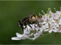 Third_Migrant-Marsh-Fly_Sheila-Billingham