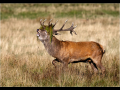Commended_red-deer-stag_trevor-hunter-dpagb-efiap-bpe5