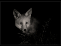 Commended_red-fox_Richard-Parkes