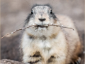 Highly-Commended_Prarie-Dog_Robin-Elms