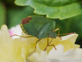Commended_Green-Shieldbug_Steve-Williams