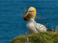 Second_Gannet-nesting_Julie-Bridgwater
