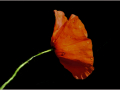 Commended_Poppy-after-the-rain_Sheila-Billingham